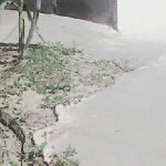 扬三利