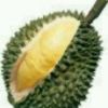 ≈ざ榴莲ざ≈