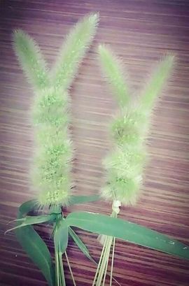 ∠※相惜主播照片