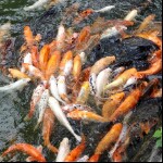 天王盖地虎～飞飞虫海报