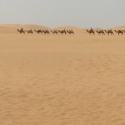 沙漠🏜️驼队
