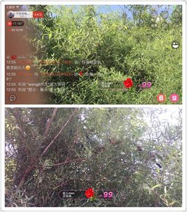 不会发光的鱼主播照片