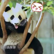 独宠梅梅海报