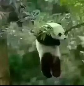 小嘴唱歌主播主播照片