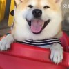 阿嬟w海报