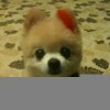 一生无悔5q