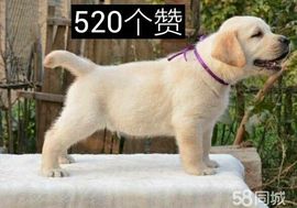 ✨媳婦⭐求🌙帶走✨主播照片