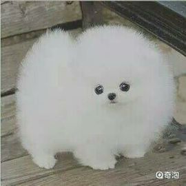 ✨媳婦⭐求🌙帶走✨主播照片