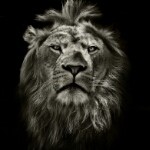彡狮丶子的头像