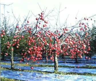 昌平老门苹果园的主播照片