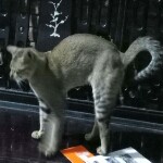 猜猜~的头像