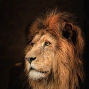 ゝ超级无敌➹狮王ღ的头像