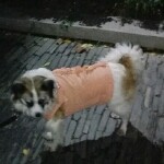 小狗睡觉了