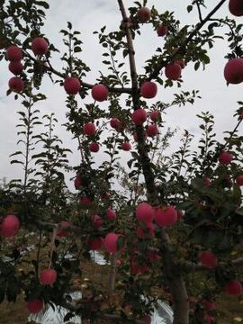 燕洛川🍎主播照片