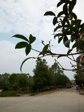 天使的伪装主播照片