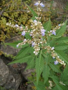 微笑彼岸花主播照片