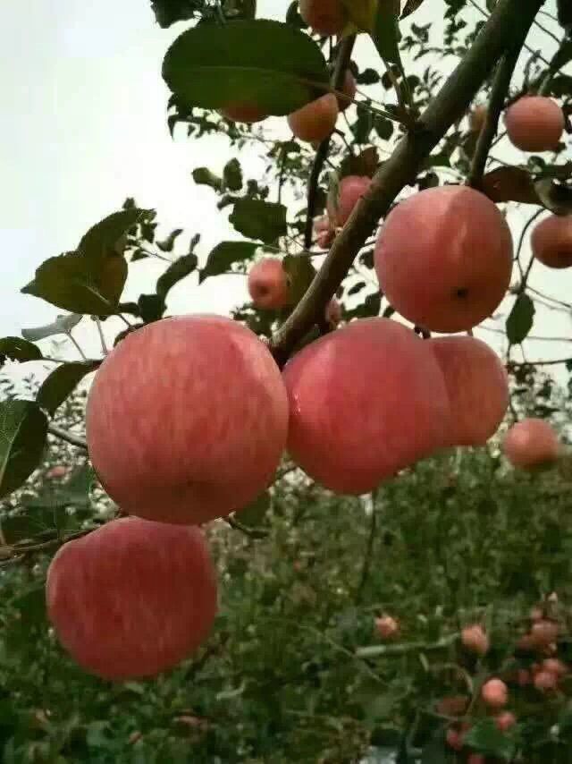 挑逗.太阳.的主播照片