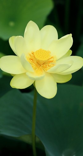 ♪佳❀柔音♪主播照片