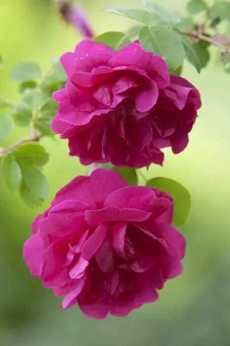 ▁▂▃▄▅▆▇▉的主播照片