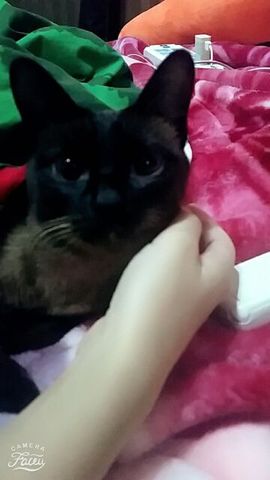 猫猫锚主播照片