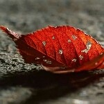 深情滴回眸