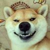 狗不狸包子。