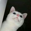 绅士猫爷爷海报