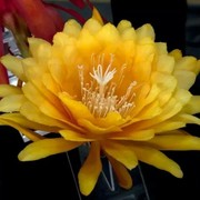 河边草x2海报
