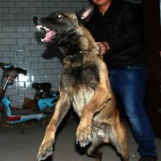 平遥马犬繁育基地18