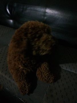 洛可＃你的小可爱主播照片
