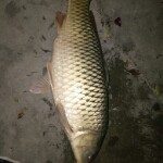 minggogo海报