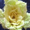 阳光明媚yb