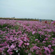 海阔天空6*f海报