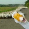 只看你一个憨妮