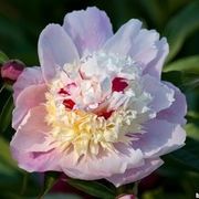 五月花神