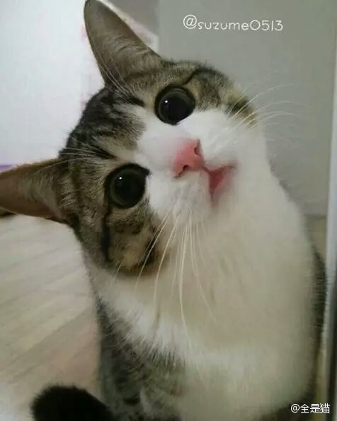 習慣有妮的图片