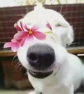 你的轩丫头主播照片