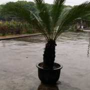 吴辉p