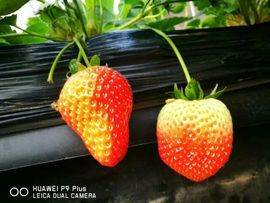 东港特产🍓🐠代购主播照片