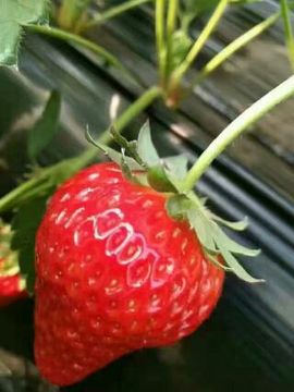 东港特产🍓🐠代购主播照片