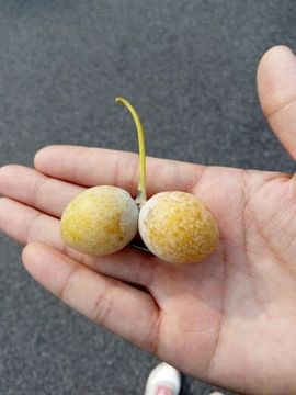 @白狐主播照片