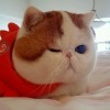 CUTE公主