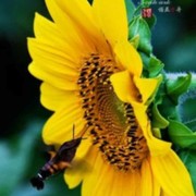 宋铁龙