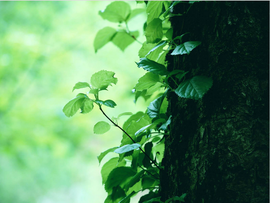 醉，可爱主播照片