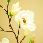 $海绵宝宝$海报
