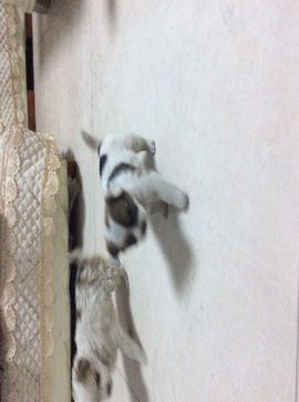 沐雪儿♥主播照片