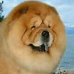 @萌萌哒！@
