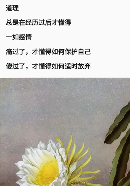 花开为了谁🍃的主播照片