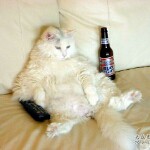 猫醉破店