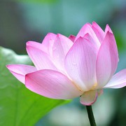 花瓣雨nr海报